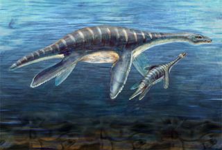 This artist s rendering reveals what an ancient marine reptile called a plesiosaur discovered in Antarctica may have looked like. The plesiosaur described in a forthcoming issue of the Journal of Vertebrate Paleontology, though not the same species, also