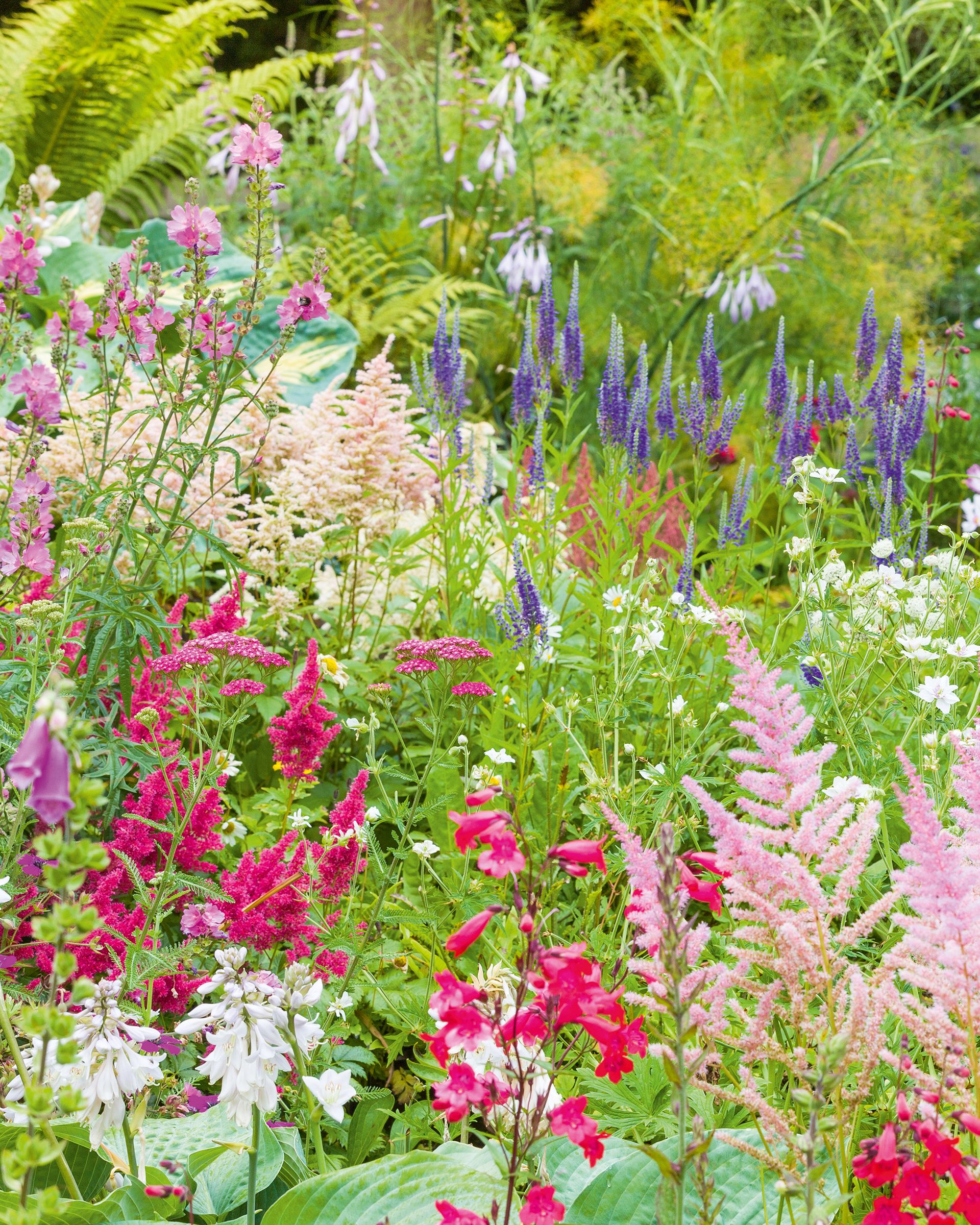 cottage garden plants