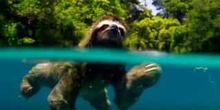 adorable swimming animal