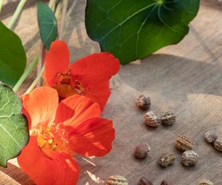 Orange nasturtium flower and brown seeds