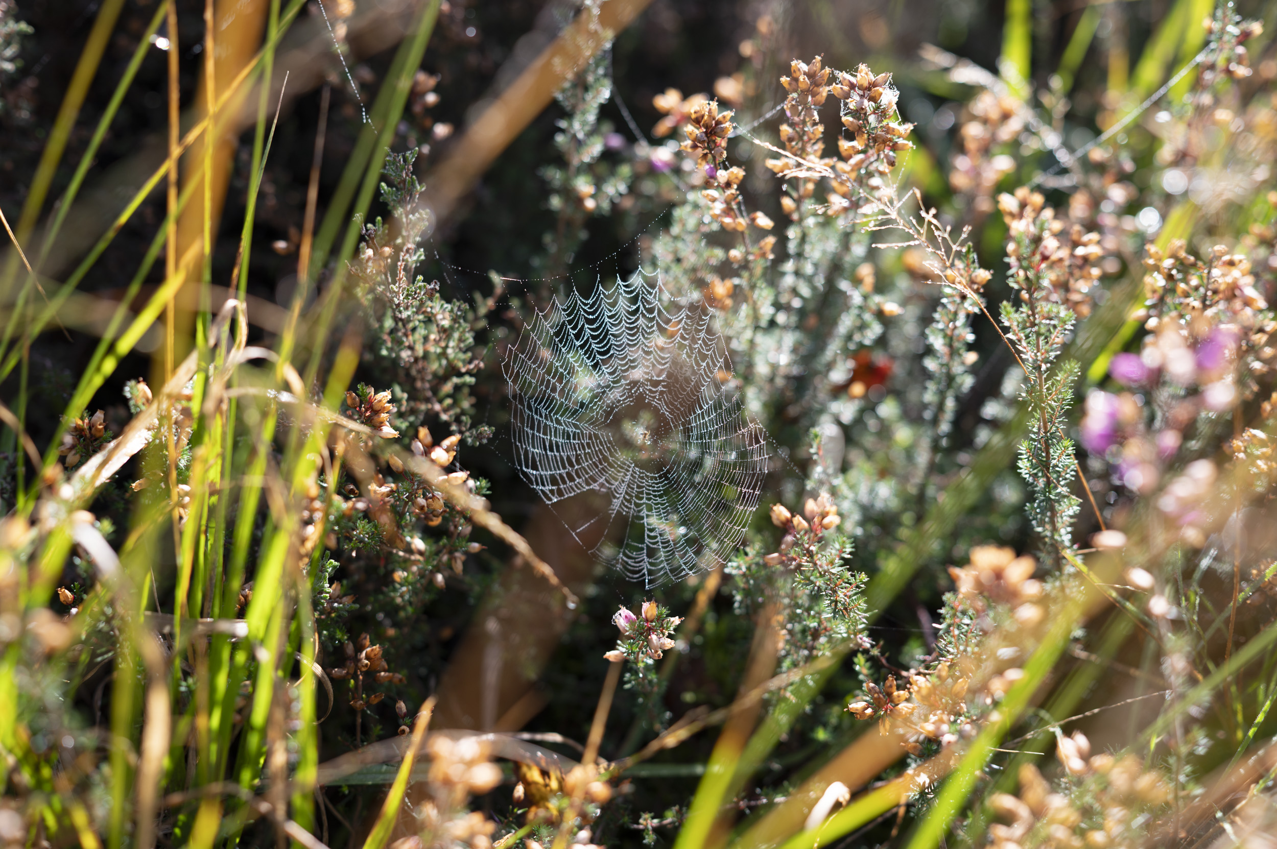 Grass and flowers in morning light, taken with the Nikon Z 50mm f/1.4 lens