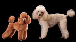 Miniature poodle vs toy poodle on black background