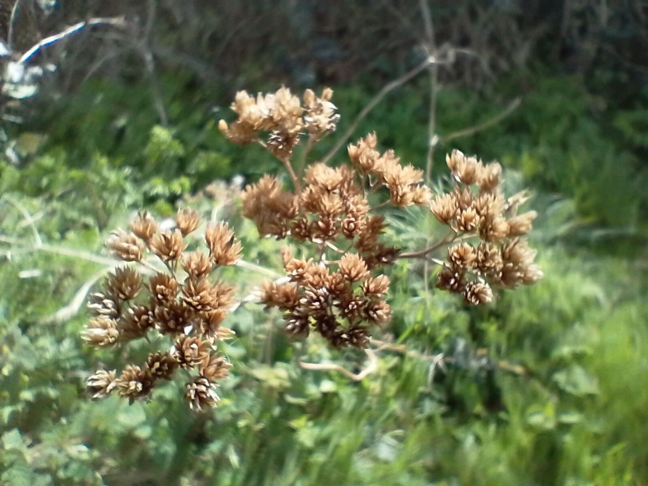 A Nokia G21 camera sample