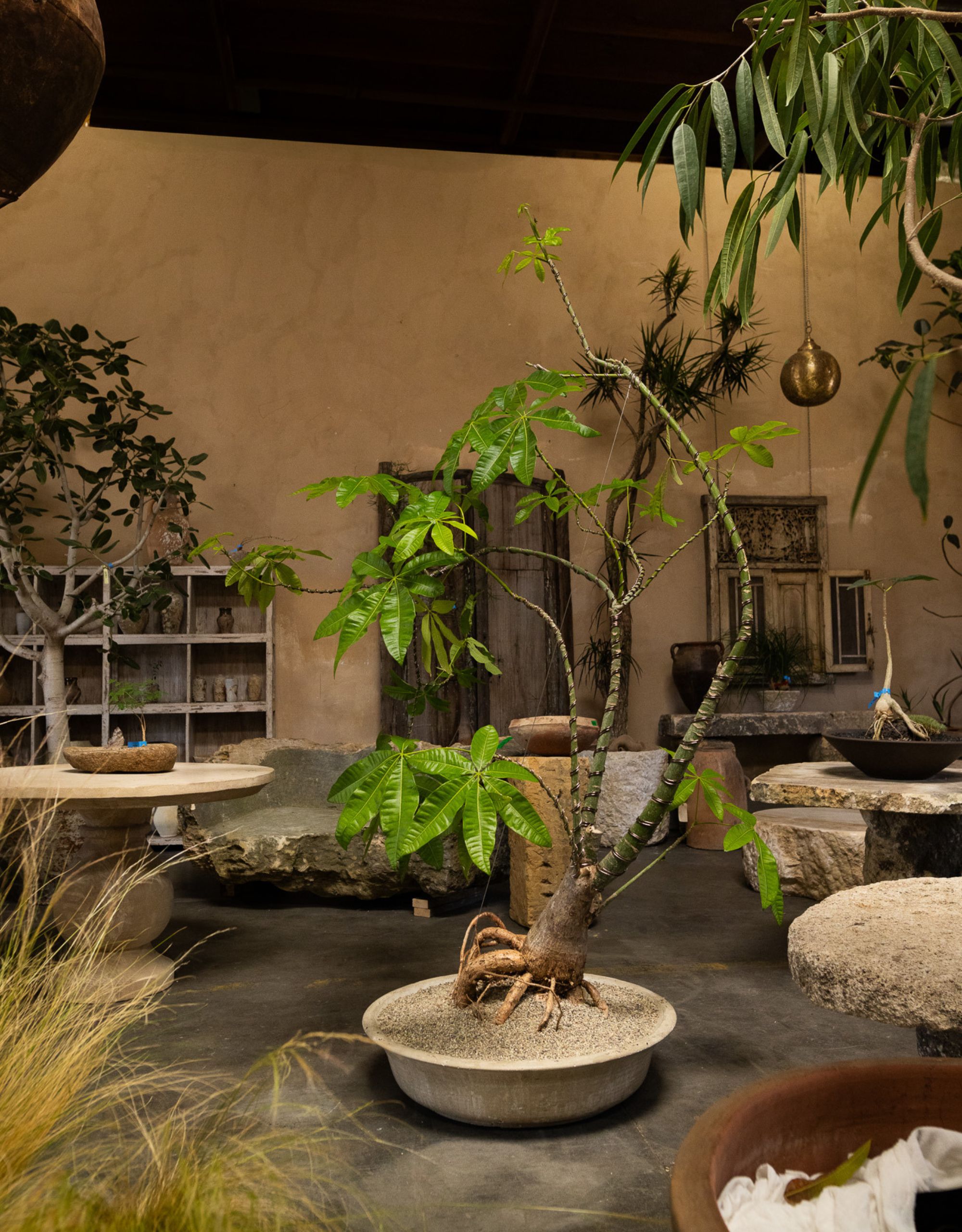 A large money tree styled in a low pot in the center of a space filled with other plants and stone tables