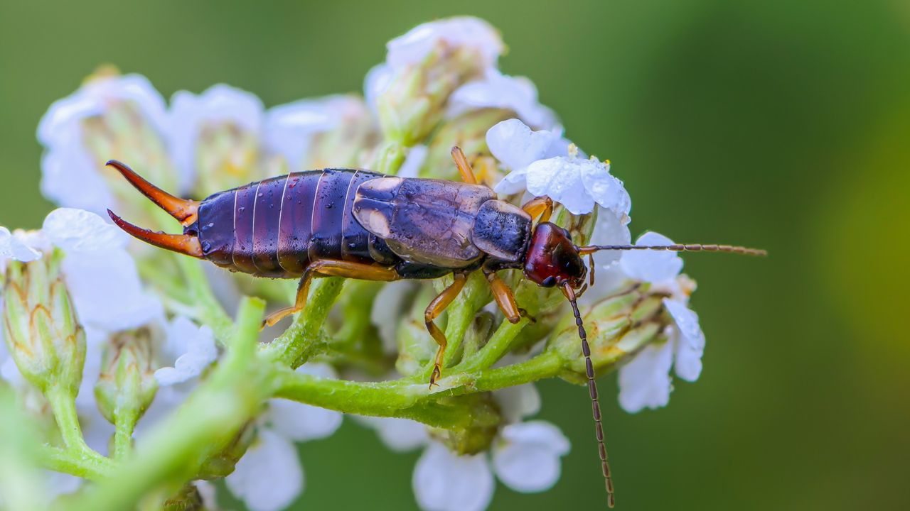 Earwig sitting atop a flower stem