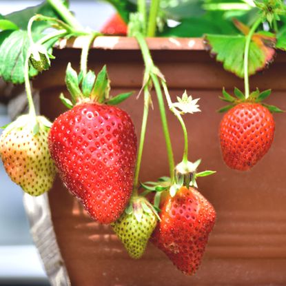 How to grow strawberries in pots – a guide to help you grow your own ...