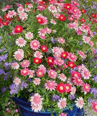 marguerites planted in blue terracotta pot and growing in summer display