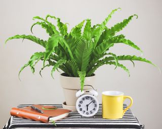 Bird's nest fern