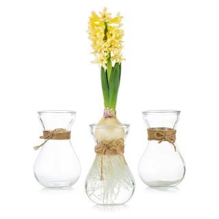 set of three glass bulb forcing vases with one yellow hyacinth in flower