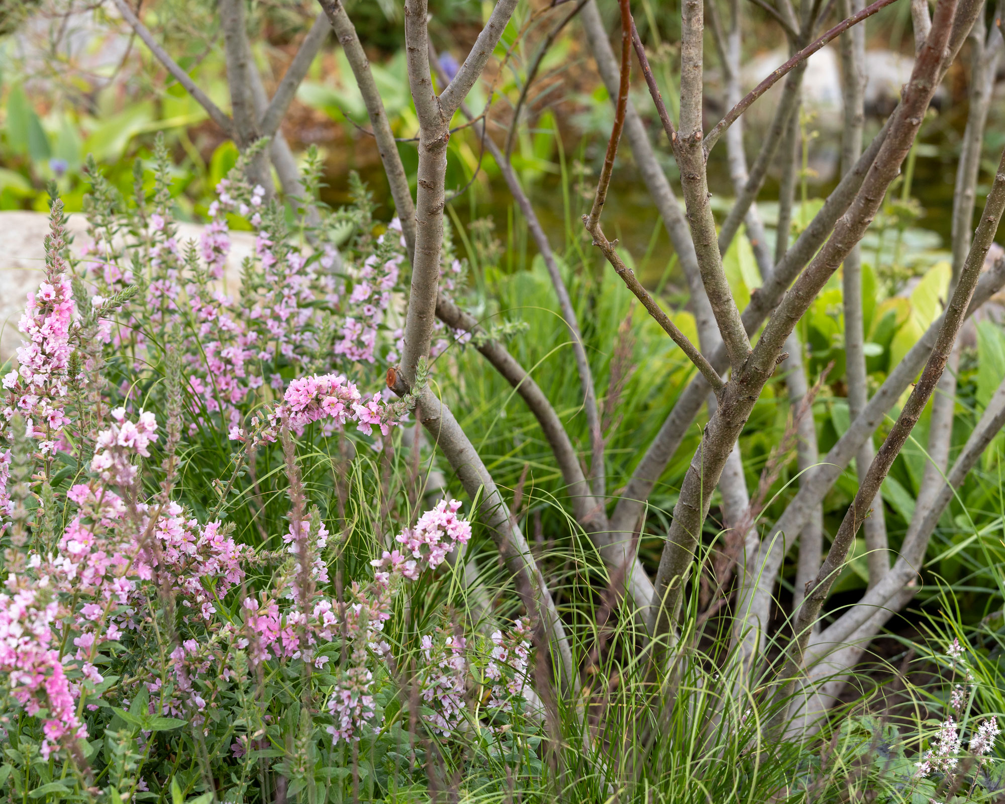layered planting with ornamental grasses and perennials, with a multi-stem tree