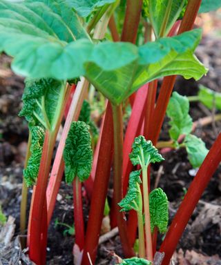 A rhubarb plant growing outside in garden soil