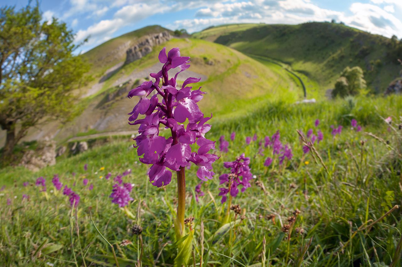 Early Purple Orchids (Orchis mascula) in flower in Cressbrook Dale, Peak District National Park.