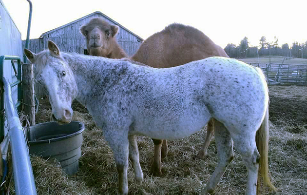 horse camel