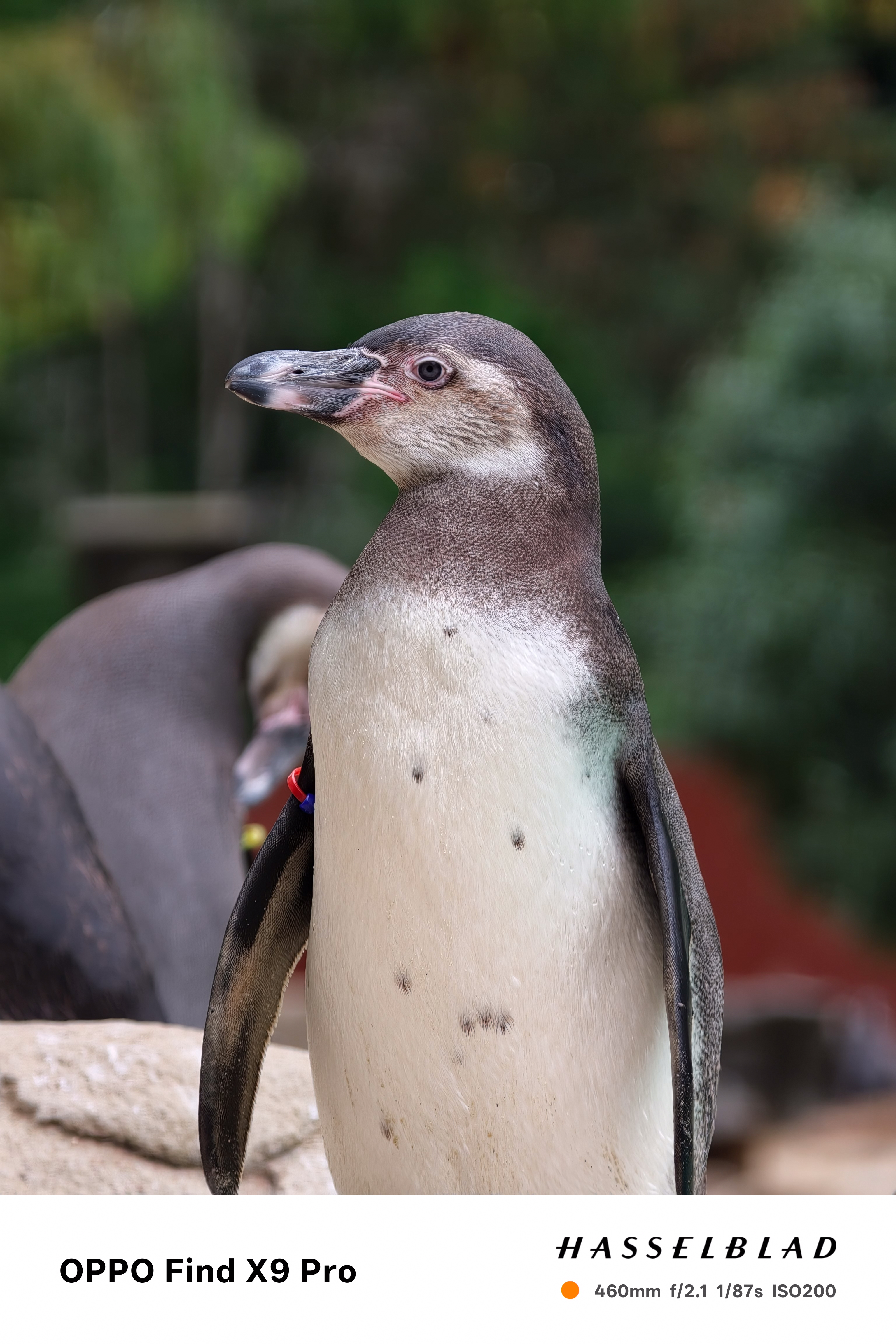 A penguin perched on a rock