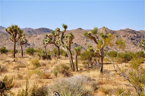 Desert Green: Joshua Tree National Park 