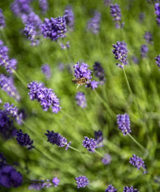 Immunity garden trend, lavender