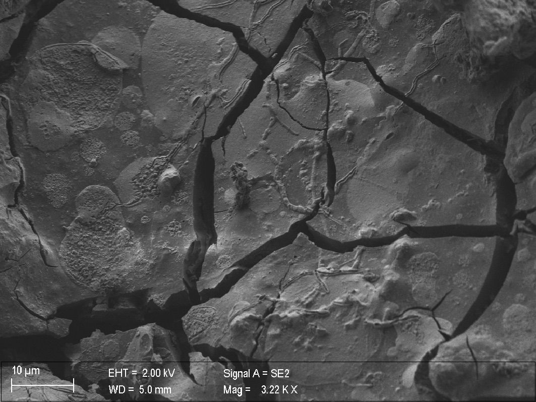 vitrified neuron from Herculaneum, which was covered by ash after Mount Vesuvius exploded in AD 79