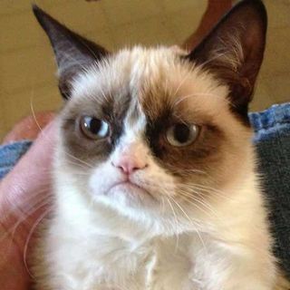 Grumpy Cat, one of the preeminent cat-based memes