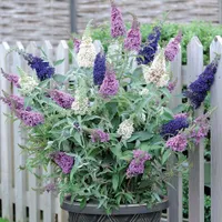 Buddleja 'Buzz 3 in 1' at Van Meuwen