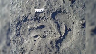 A large shapeless footprint fossilized in gray mud