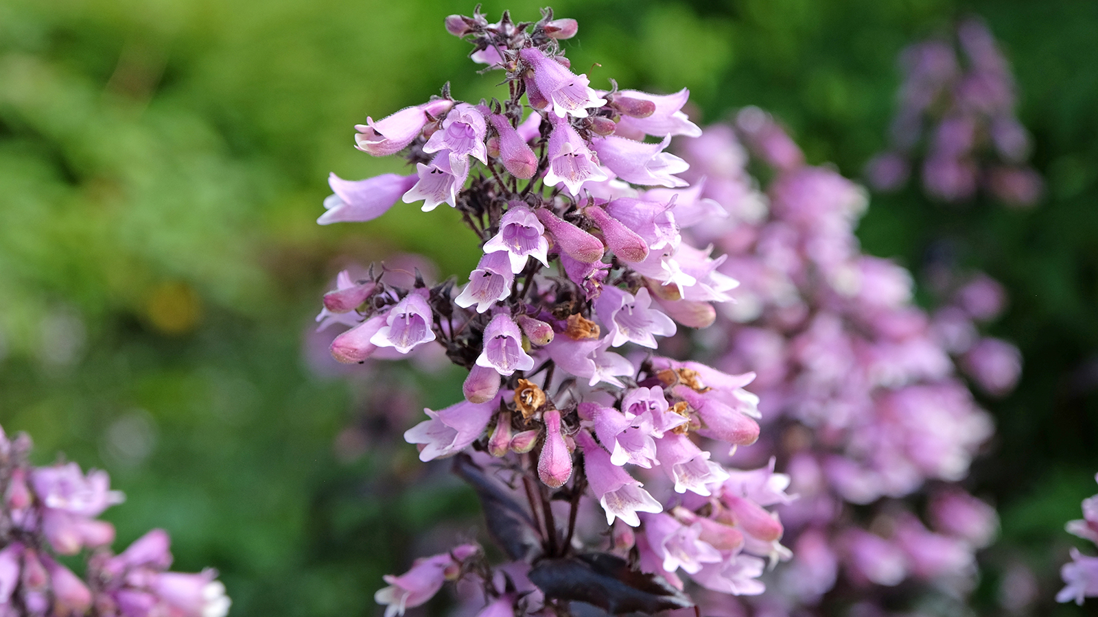 Penstemon in a green garden