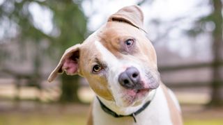 Pit Bull tilting their head to one side