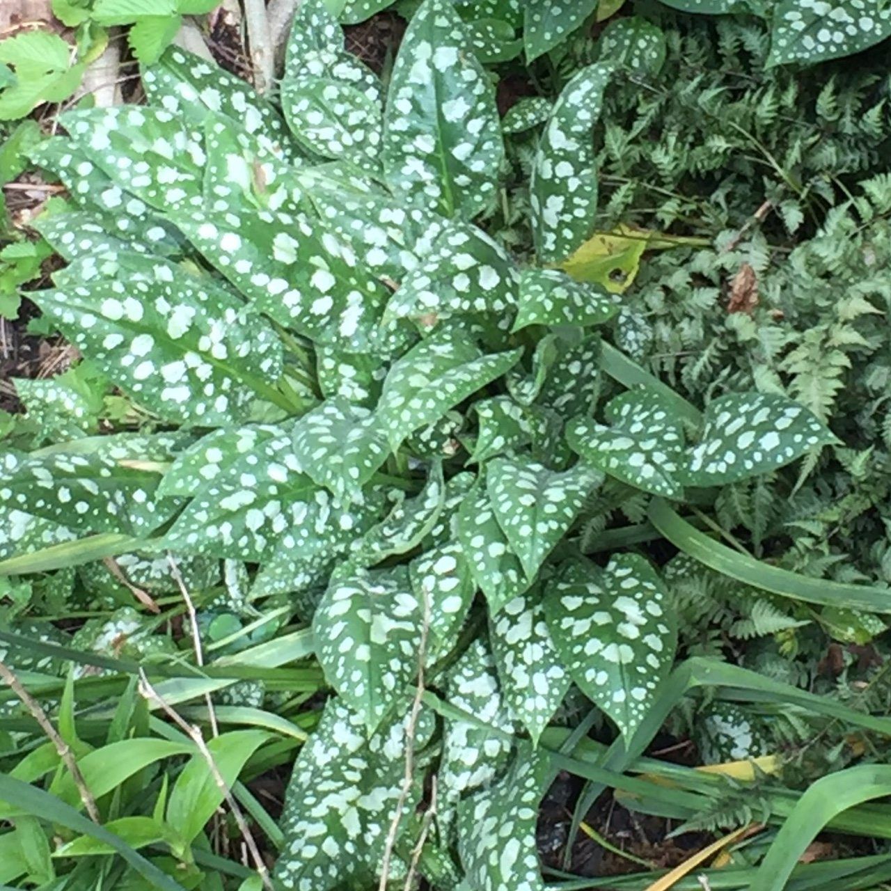 Cold Hardy Perennials Deer Don't Like: Choosing Deer Resistant ...