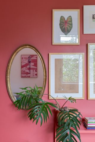 A living room wall painted pink with a plant kept in front of it