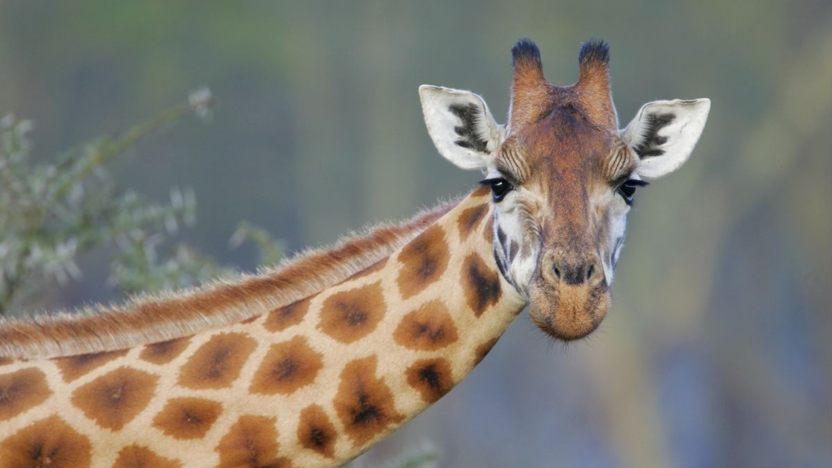 Rothschilds Giraffe