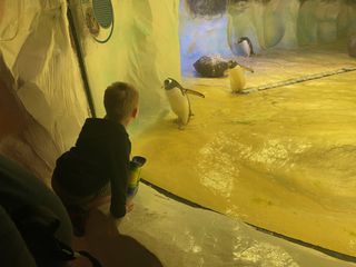 Max looking at the Gentoo penguins in their habitat at Sea Life Centre Birmingham