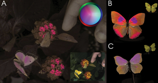 Butterflies with UV colors 