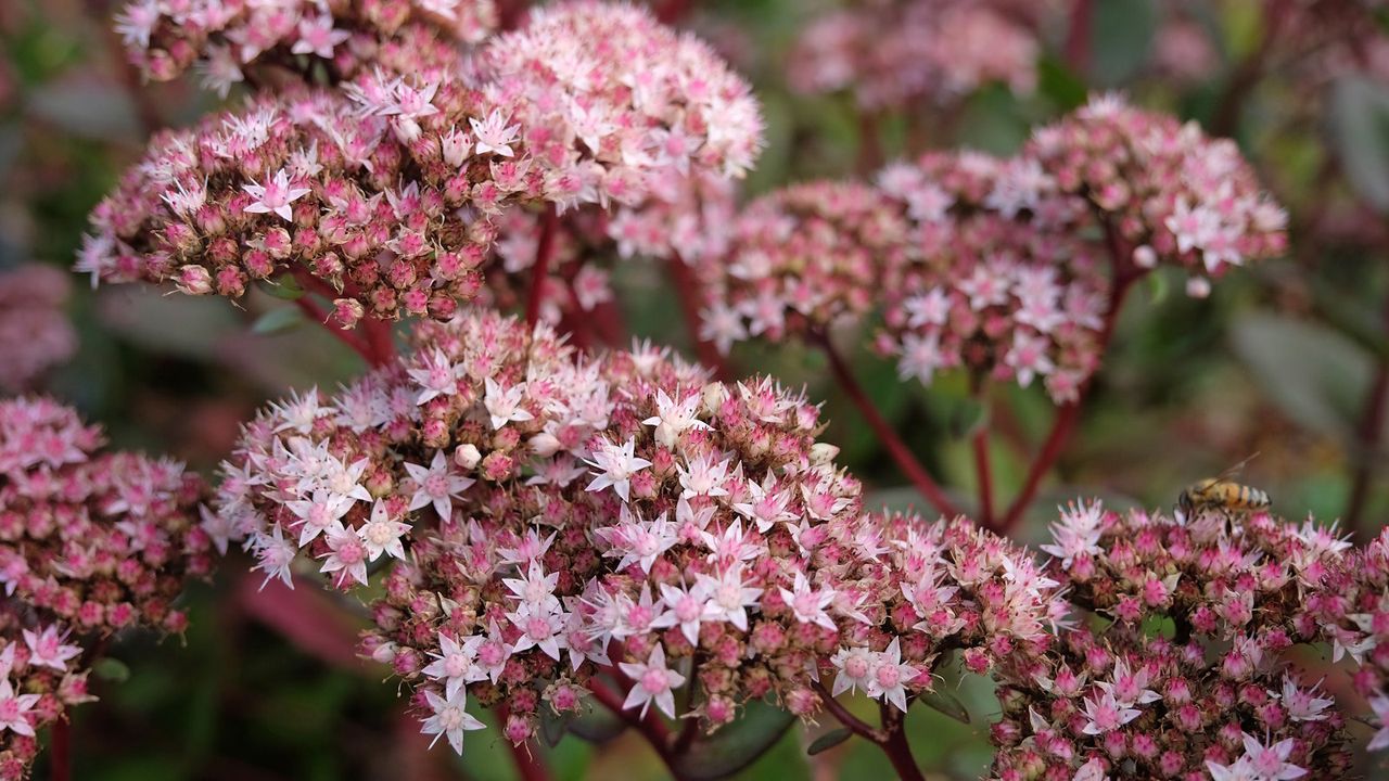 Sedum Hylotelephium Matrona in bloom