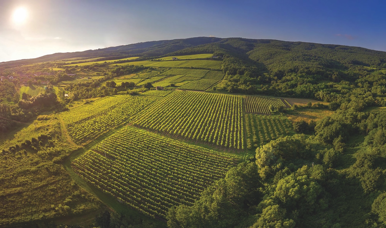 Gra&amp;scaron;evina vineyards in the Venje region in the heart of Slavonia, in eastern Croatia