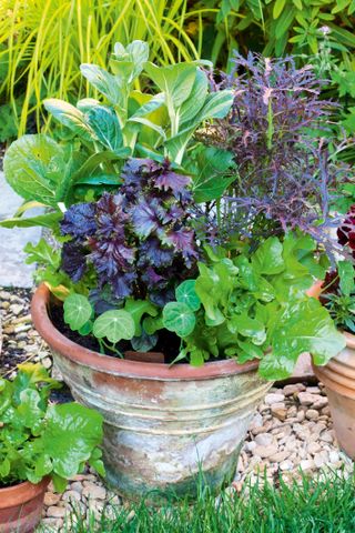 Growing lettuce in winter: 6 of the best salad leaves to try in your ...