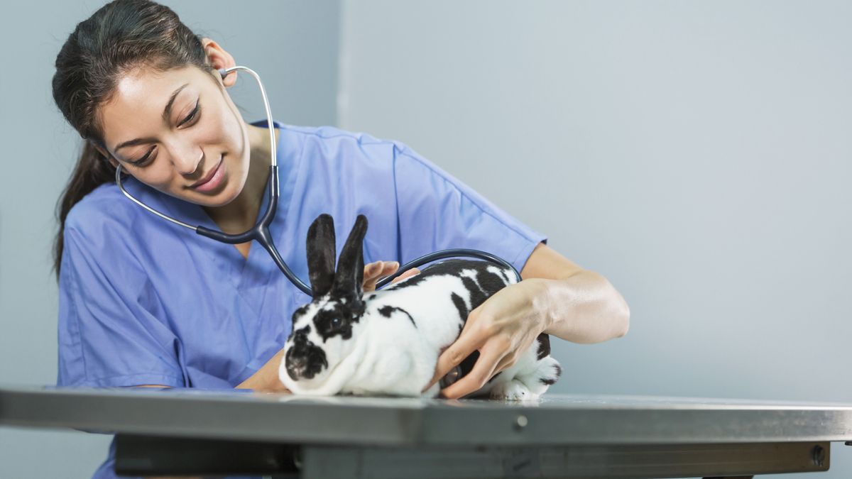 32 common illnesses rabbits can get | PetsRadar