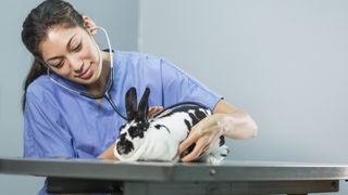 Vet examining rabbit