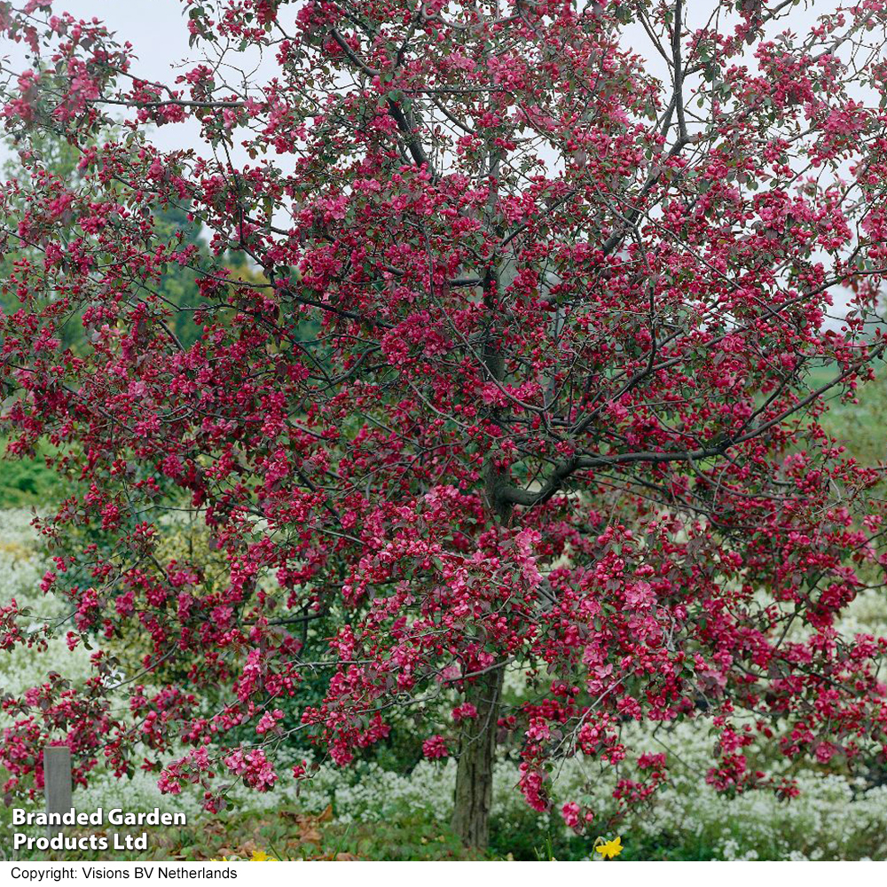 Crab Apple &#039;rudolph&#039; (mature Tree)