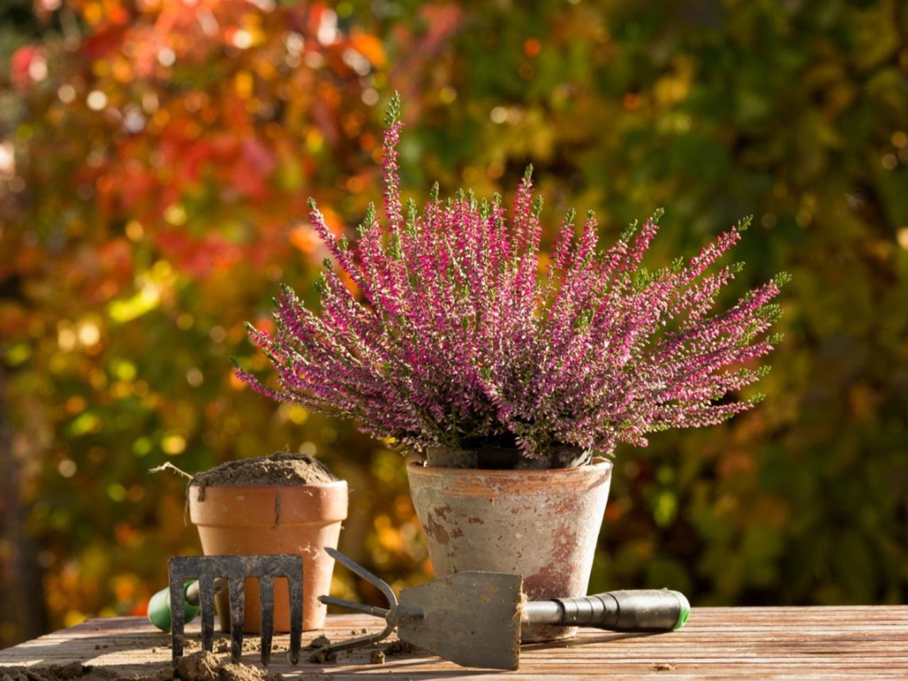 Heather Plant Ready To Be Propagated