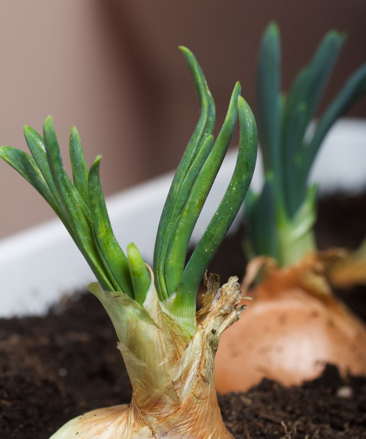 Growing onions in containers expert tips for success Homes & Gardens