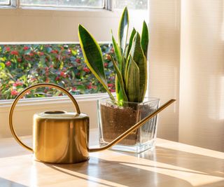 A snake plant in the window of a modern home or apartment interior