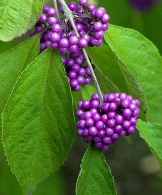 purple berries of Callicarpa bodinieri Giraldii Profusion