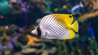 Threadfin butterflyfish