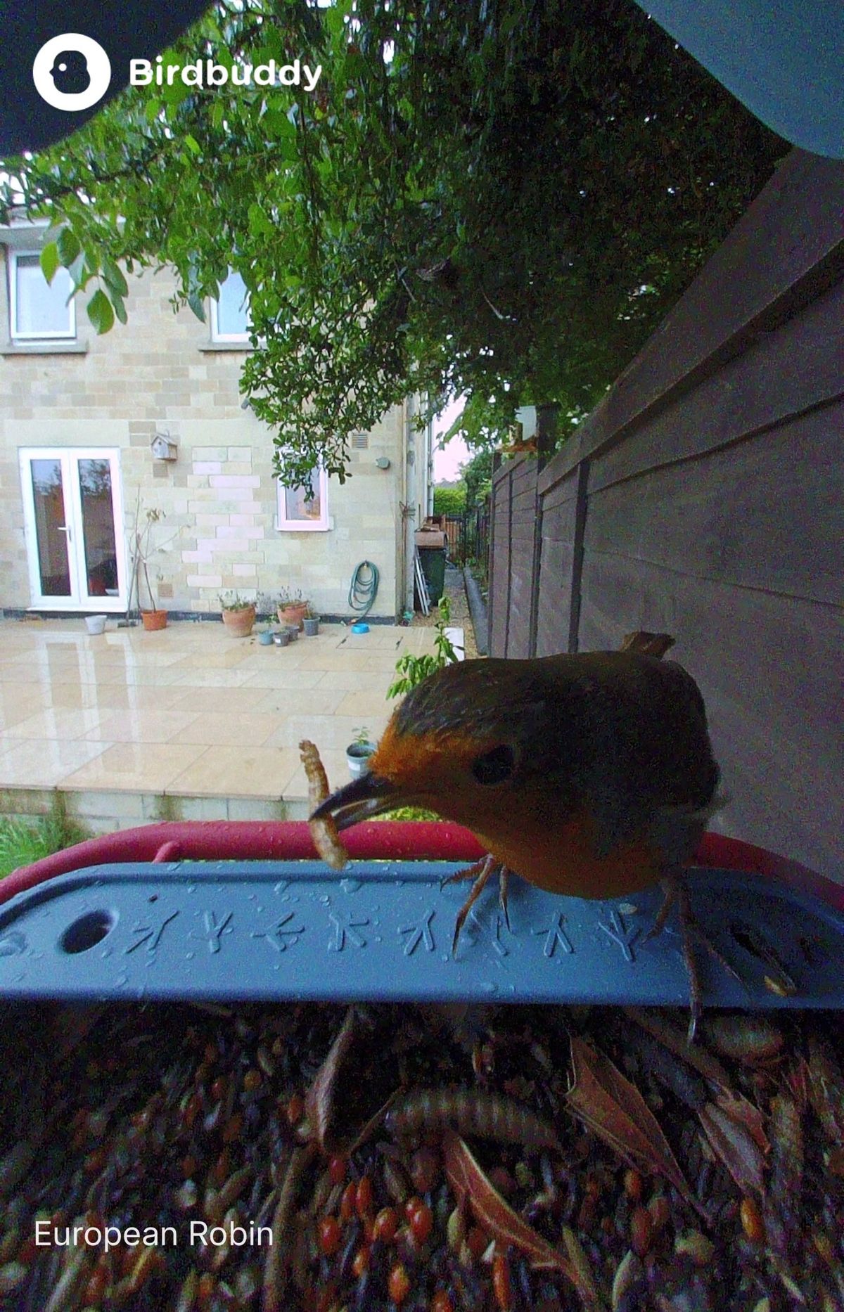 A robin landing on the Bird Buddy 2 feeder