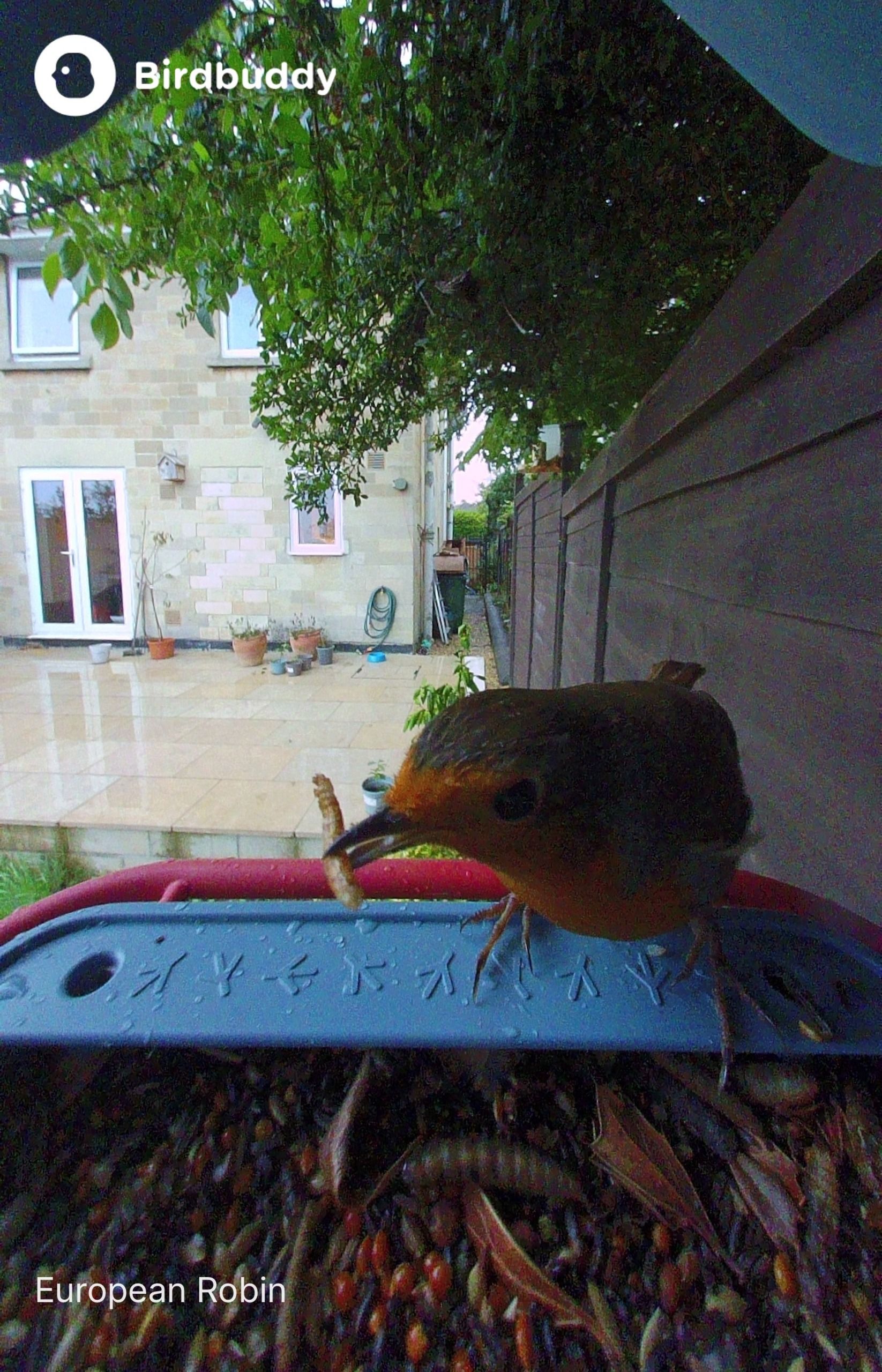 A robin landing on the Bird Buddy 2 feeder