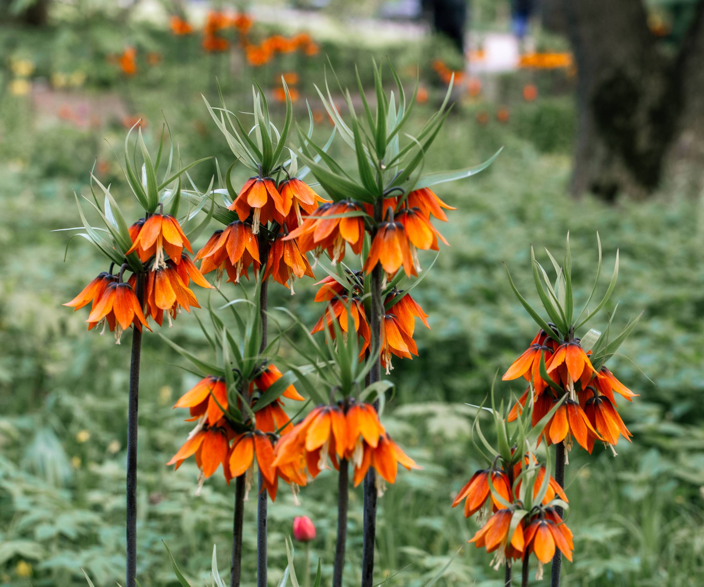 Crown Imperial Fritillaria flowers