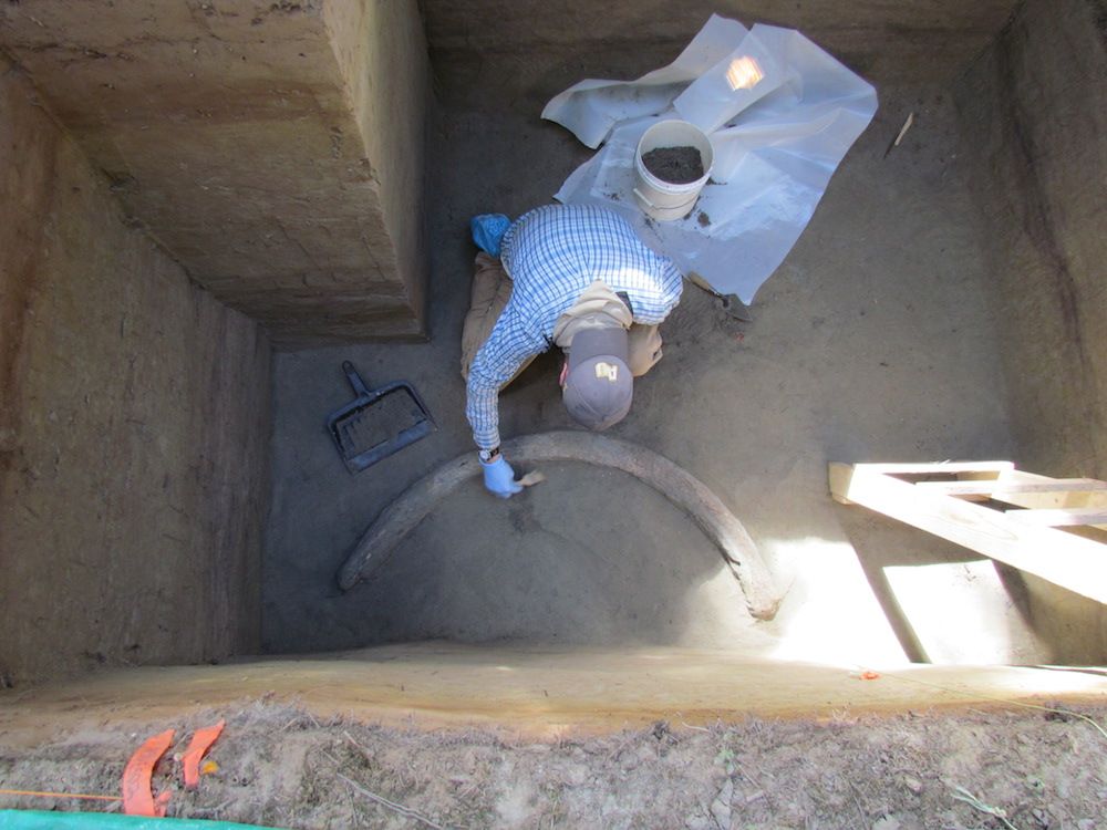 Mammoth tusk excavation