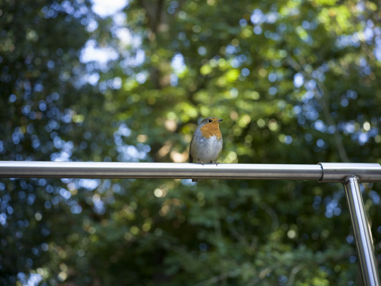 Sample image taken with the Hasselblad X2D 100C of a robin seen small