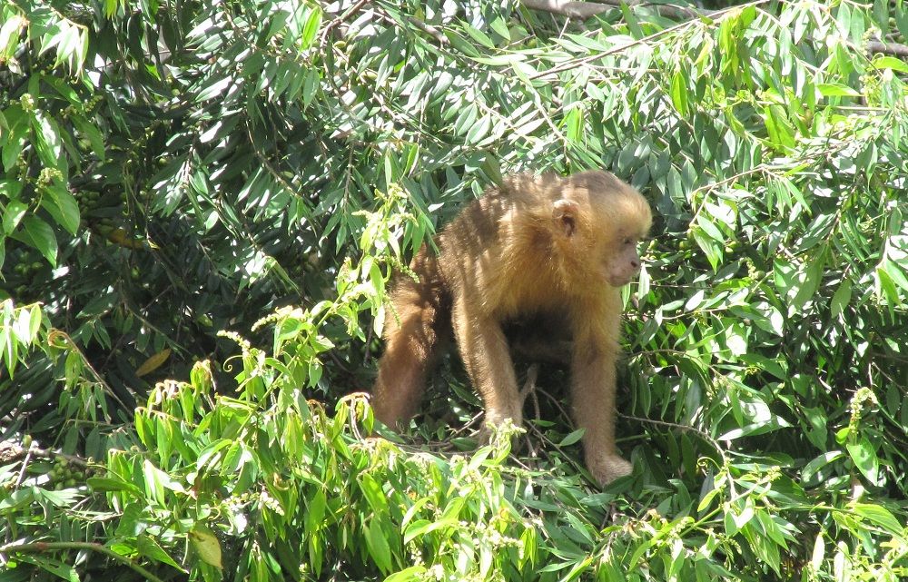 Blond Capuchins live in the forests of Brazil, but only about 180 are left in the wild. Antonio Souto&#039;s group discovered that they use a special technique-and-tool combo to fish termites from their nests in the trees. 