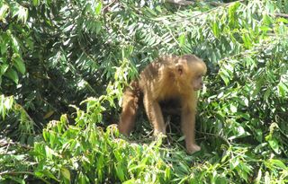 Blond Capuchins live in the forests of Brazil, but only about 180 are left in the wild. Antonio Souto's group discovered that they use a special technique-and-tool combo to fish termites from their nests in the trees. 