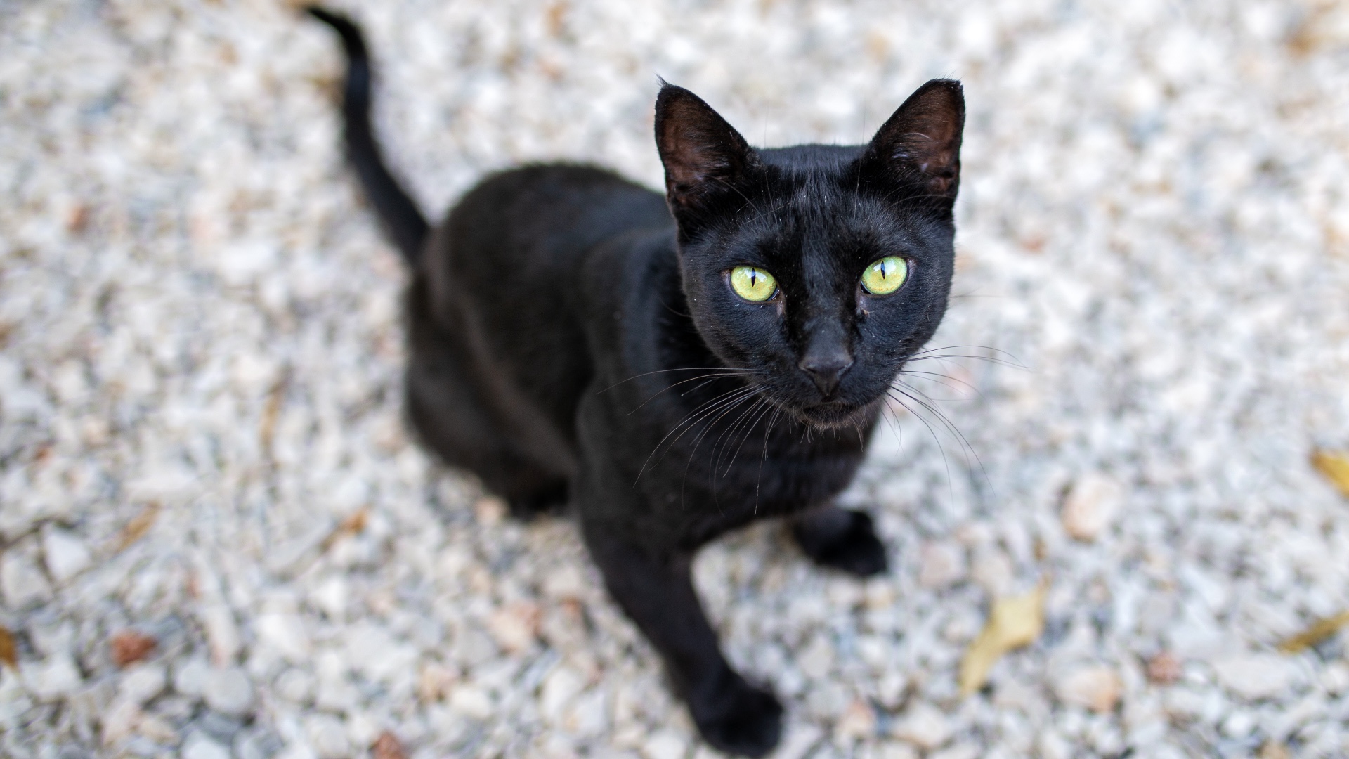 10 Bewitching Black Cat Facts 